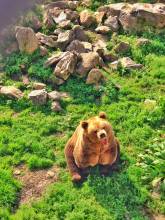 Lonely brown bear in Polar Park National Park in Norway