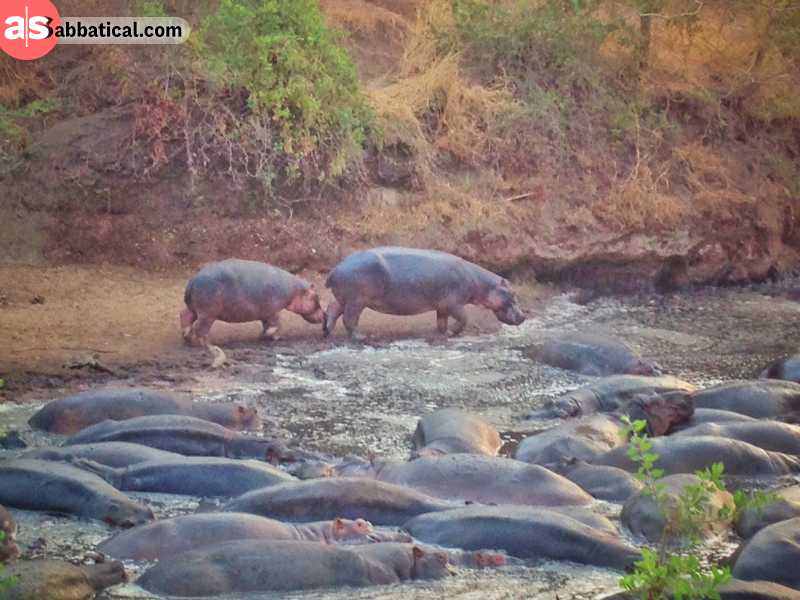 Western Tanzania: bathing hippos near the Katavi National Park