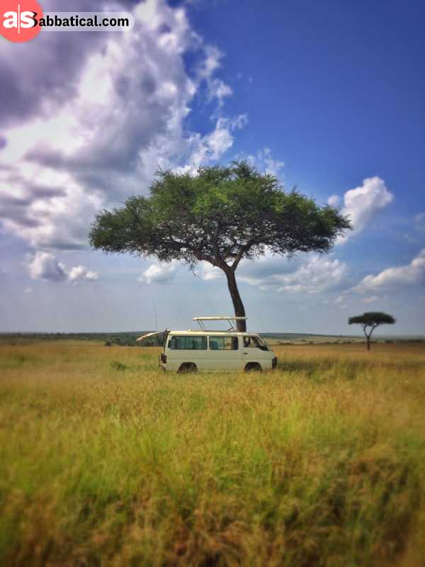 lonely tree in the moremi game drive safari national park in botswana