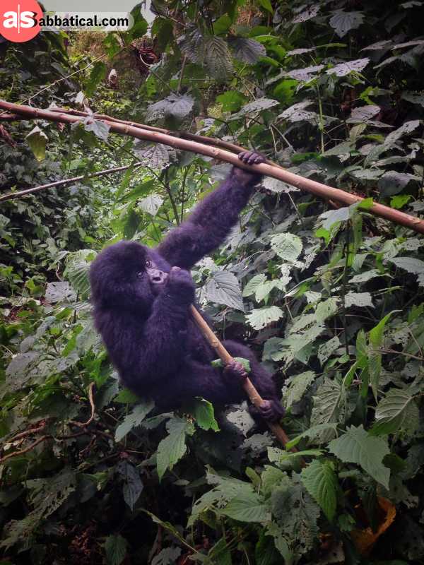 Places-To-Visit-In-The-Congo places to visit in the Congo