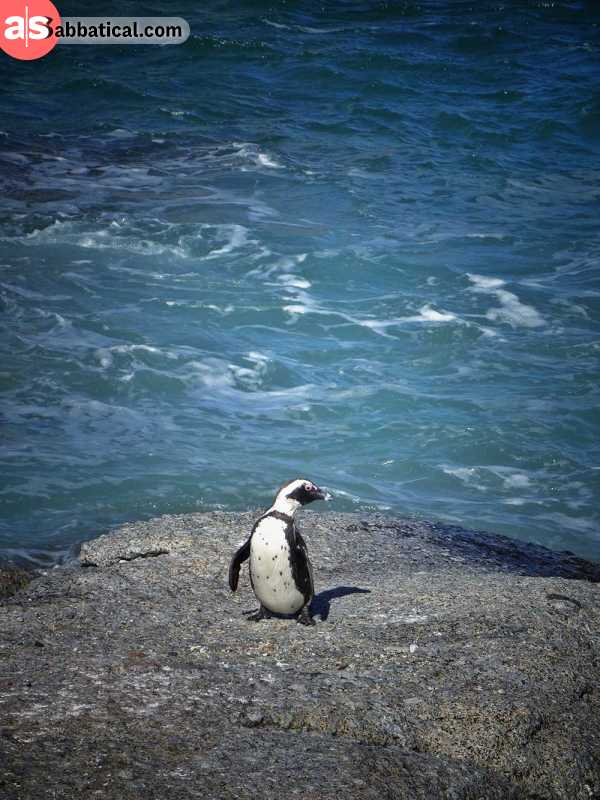 Near Cape Town: african penguin on a rock in Simon's Town