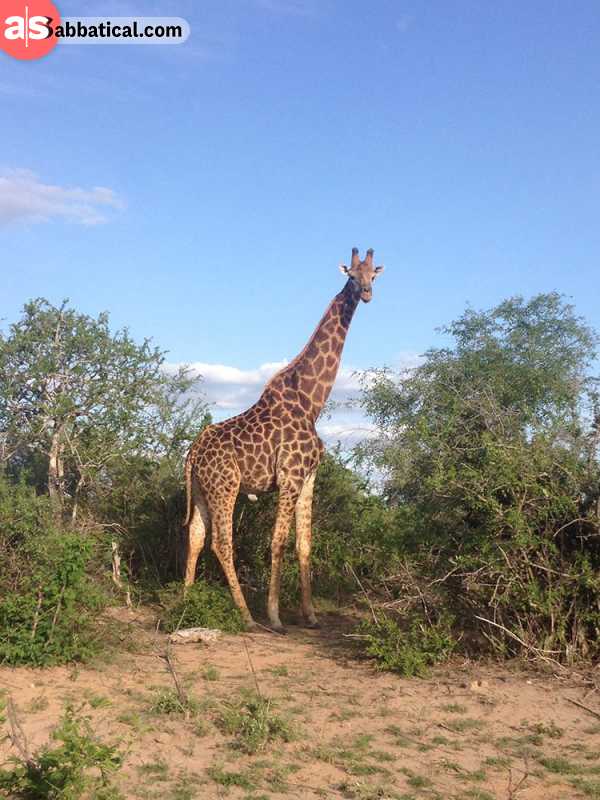 Kruger National Park in South Africa