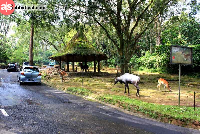 Taman Safari is one of the best ways to experience nature and wildlife of Indonesia.