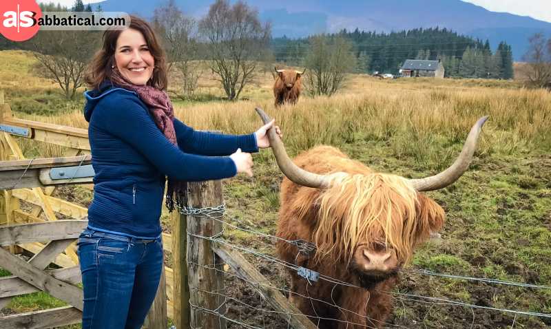 Happy Panda caressing a fluffy highland cattle in Scotland, United Kingdom