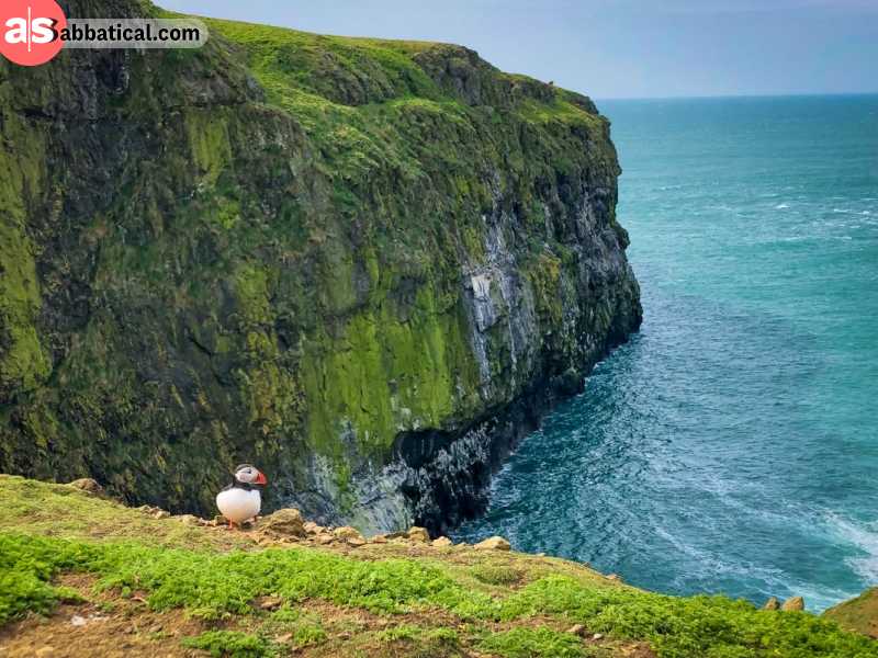 One of the cutest Puffin birds resting on the cliffs before taking off