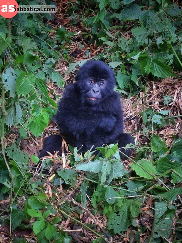 Little gorilla in Virunga National park