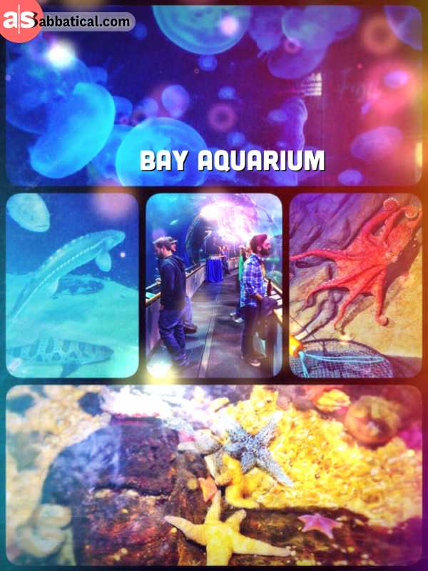 Bay Aquarium - epic nightlife event underneath the bay, clink your glasses with the fish