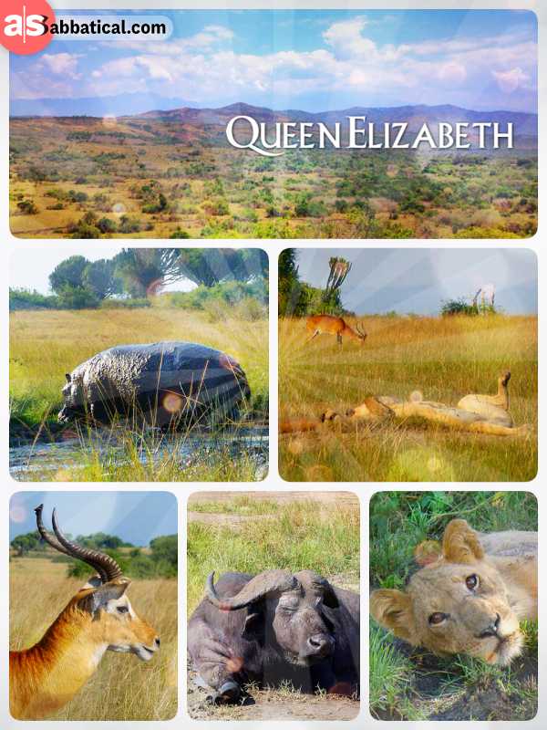 Queen Elizabeth National Park - game drive to the tree Lions in the oldest national park in Uganda
