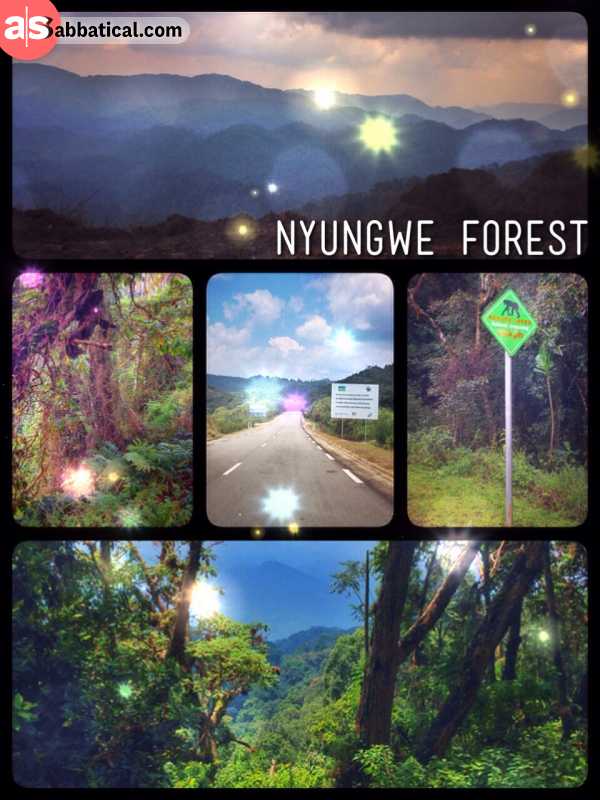 Nyungwe Forest - crossing Rwanda's thick and moist rainforest on a beautiful asphalt road