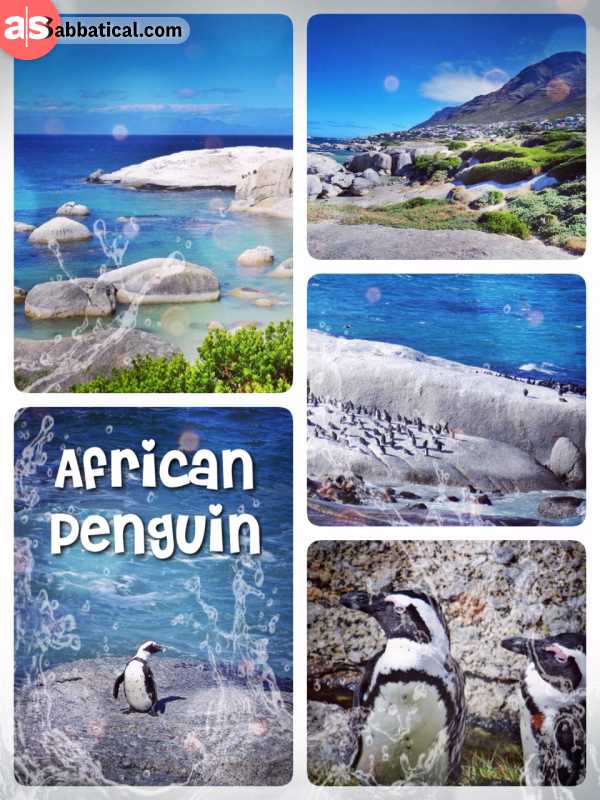 African Penguins - my first time to observe birds... along the coast near the village of Simon's Town