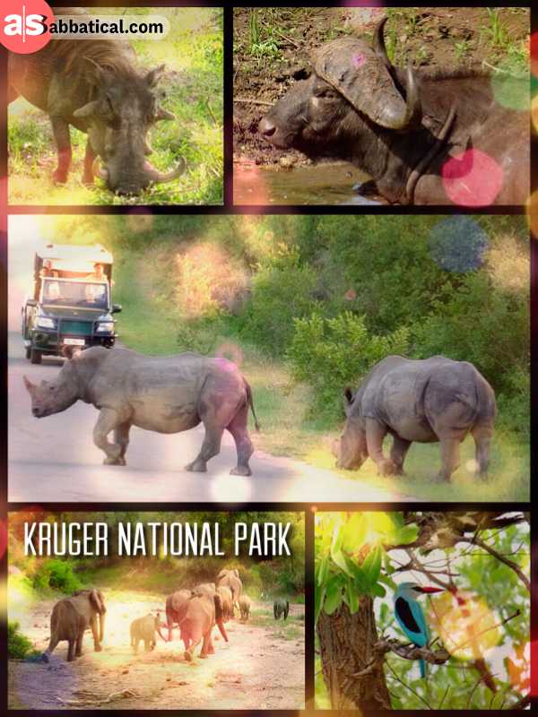 Kruger National Park - spotting elephants, rhinos, giraffes, zebras and many more, but no big cats