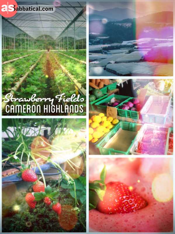 Strawberry Fields - harvesting fresh and sweet Strawberries in the Cameron Highlands