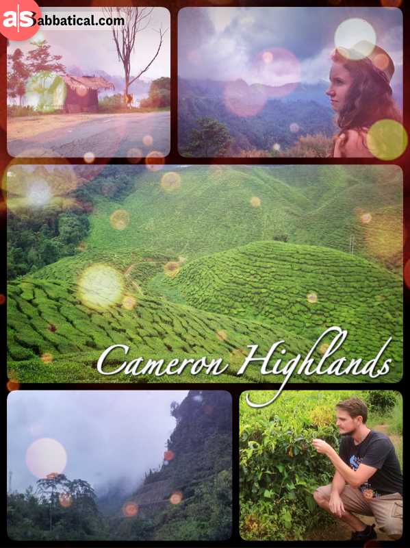 Cameron Highlands - growing tea, coffee and fruits in a temperate central high plateau