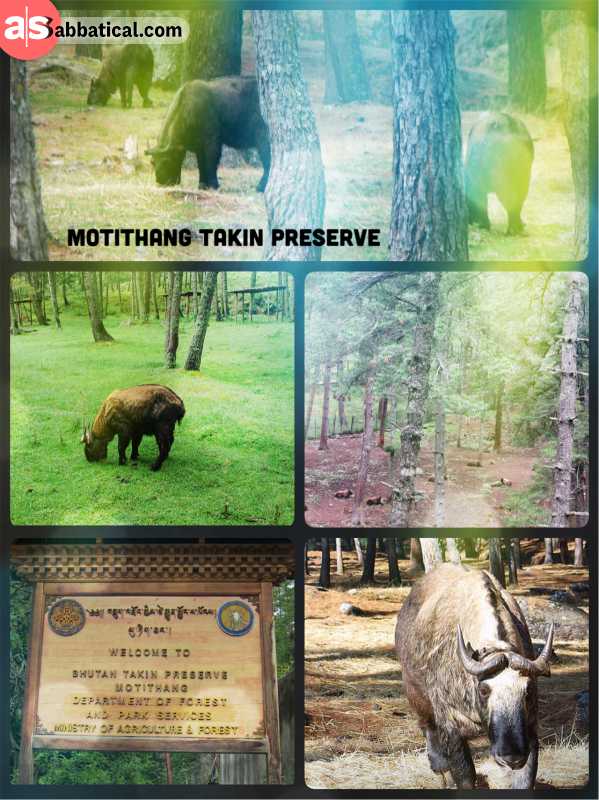 Motithang Takin Preserve - the national animal of Bhutan is endangered and looks rather odd