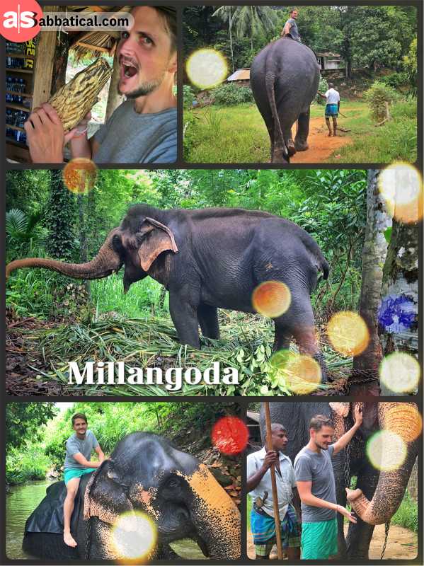 Elephant Village Molagoda - riding on an Elephant without a saddle and then scrubbing his back