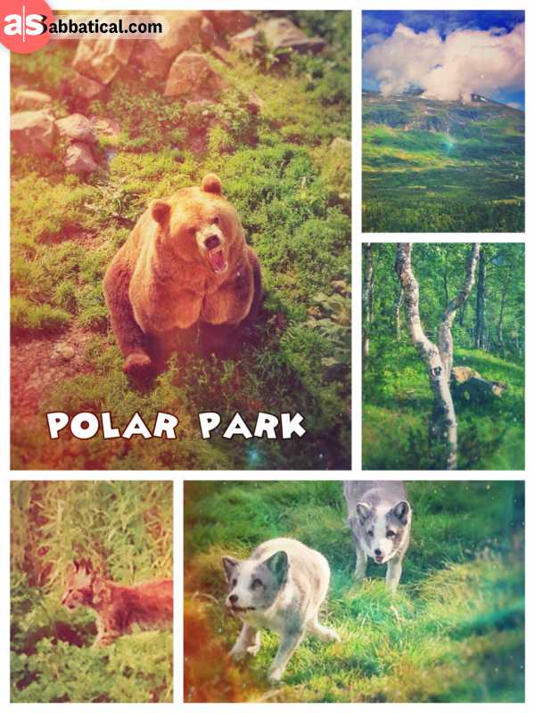Polar park - northernmost wildlife park in the world - one of the best in Europe