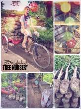 Tree Nursery - growing a variety of plants and trees for sales