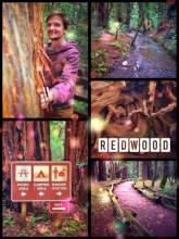 Redwood Forest - admiring and hugging some of the oldest and tallest trees on planet earth