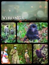 Virunga National Park - spending one magical hour with a lovely Gorilla family and two babies