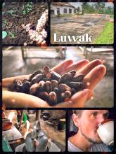 Luwak Coffee - drinking the world's strongest coffee after visiting a local plantation