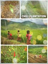 Chili Plantation - Chili peppers are something like a national dish in Bhutan