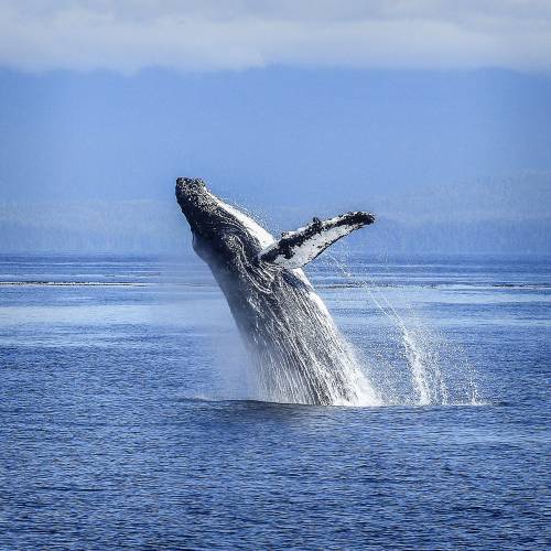 Whale Watching In Sydney