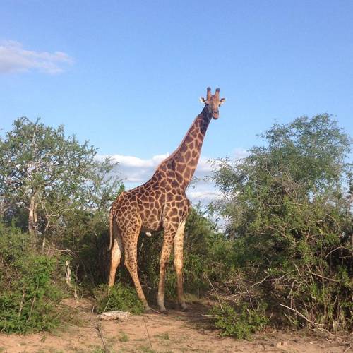 Kruger National Park in South Africa